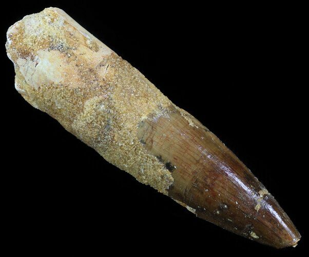 Spinosaurus Tooth - Large Section Of Root #52087